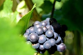 blue Grapes on vineyard