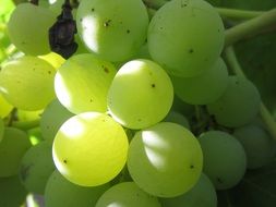 green grapes in the sun