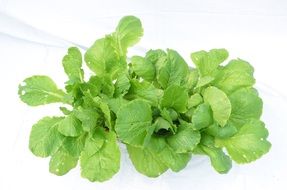 Vegetable Green Green Plants