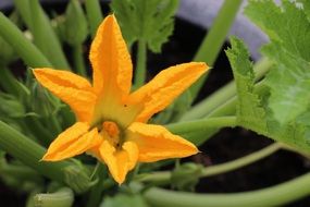 Zucchini, blooming plant