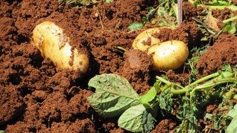 Potatoes Harvest agriculture scene