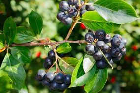 Black Rowan Berry on branch