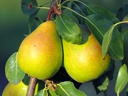 natural Pears on a tree