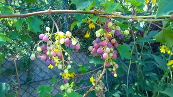 fresh Vine Grape