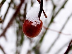 red berry in the snow on a tree