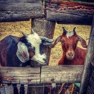 goats on a farm in oregon