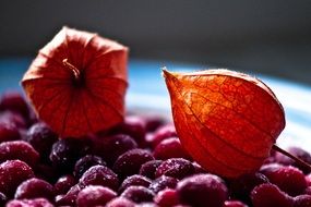 cranberries for winter