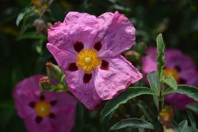 purple eglantine flowers