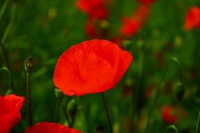 colorful Poppy Flower close