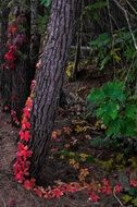 Contrast of the vegetation