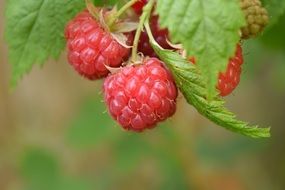 nature Raspberries Red With foliage