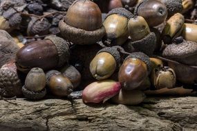 lots of oak tree nuts