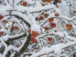 apple tree with fruits under the snow