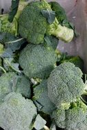 magnificent Broccoli Vegetables