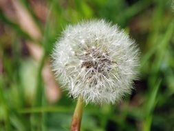 fluffy dandelion with seeds close-up