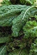 curly cabbage close-up