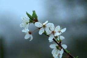 flowering branch close-up