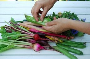 Hands Vegetables