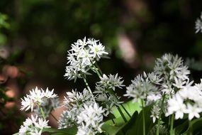 closeup picture of white garlic flowers