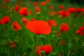 Papaver rhoeas Corn Poppy