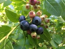 delicious Blueberries on Bush closeup