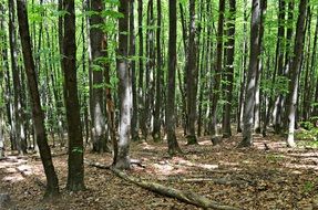Tree trunks in deciduous forest, poland