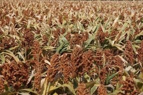 ripe Sorghum in field