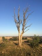 lonely autumn tree among the landscape