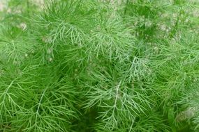 aromatic garden dill
