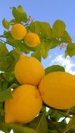 lemon tree branches with fruits
