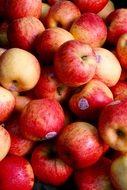 red Apples with stickers
