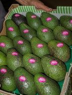 green avocados