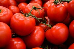 tasty red Tomatoes with green twigs