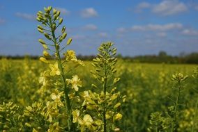 Kale Flower on a field on a sunny day