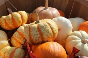 tasty Pumpkins