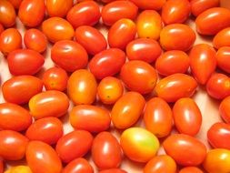 harvest of tasty red ripe tomatoes