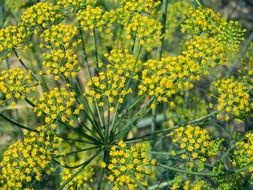 yellow dill flowers