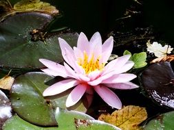 Pink beauty lotus