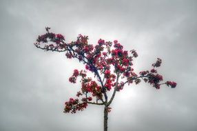 beautiful flowering tree on a background of gray sky