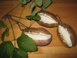 seeds of a japanese plant