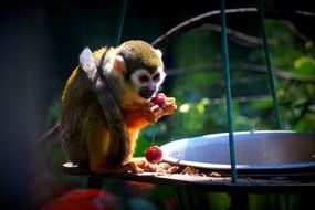 Monkey eats cherry in Zoo