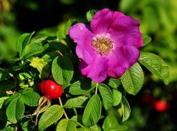 red berries and purple flowers on a green bush