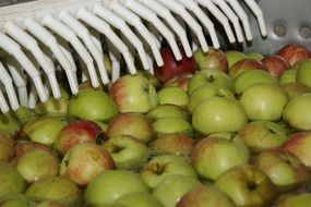 industrial washing of apples