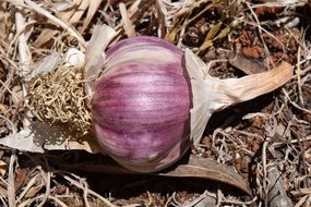 Garlic Purple Tuber