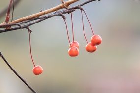 Red cherries in nature