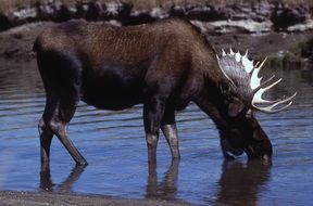 mature male Moose drinking water