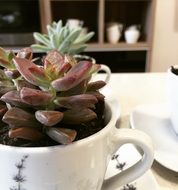 succulents in a white cup