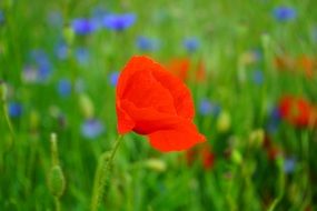 red poppies among blue flowers on a green field