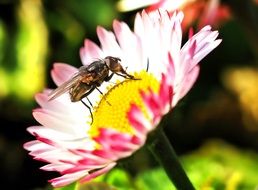 fly drinks the pollen from a colorful blooming flower