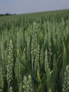 agricultural wheat field in early summer